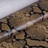 Шкіра ВРХ PRINT STAMP PYTHON 0,8-1,0  мм